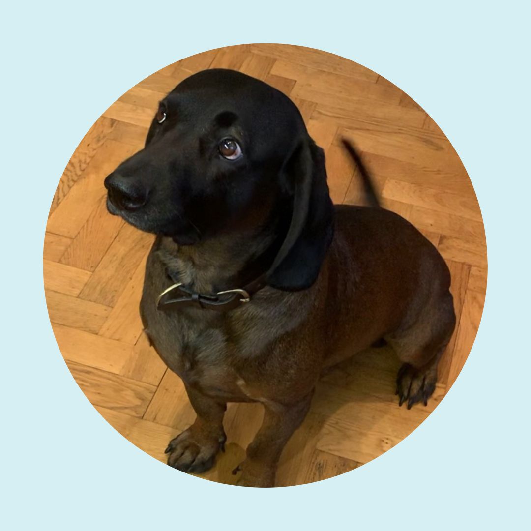 Poldi the office dog | Morish Snacks