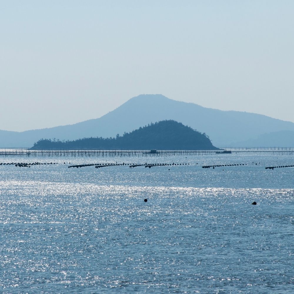 Seaweed farm in ocean | Morish Snacks