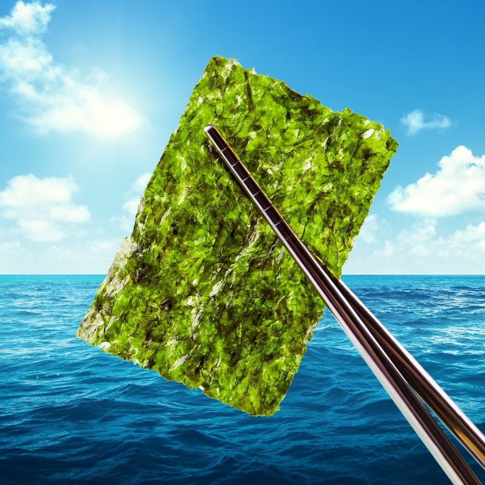 Roasted seaweed held against bright ocean | Morish Snacks